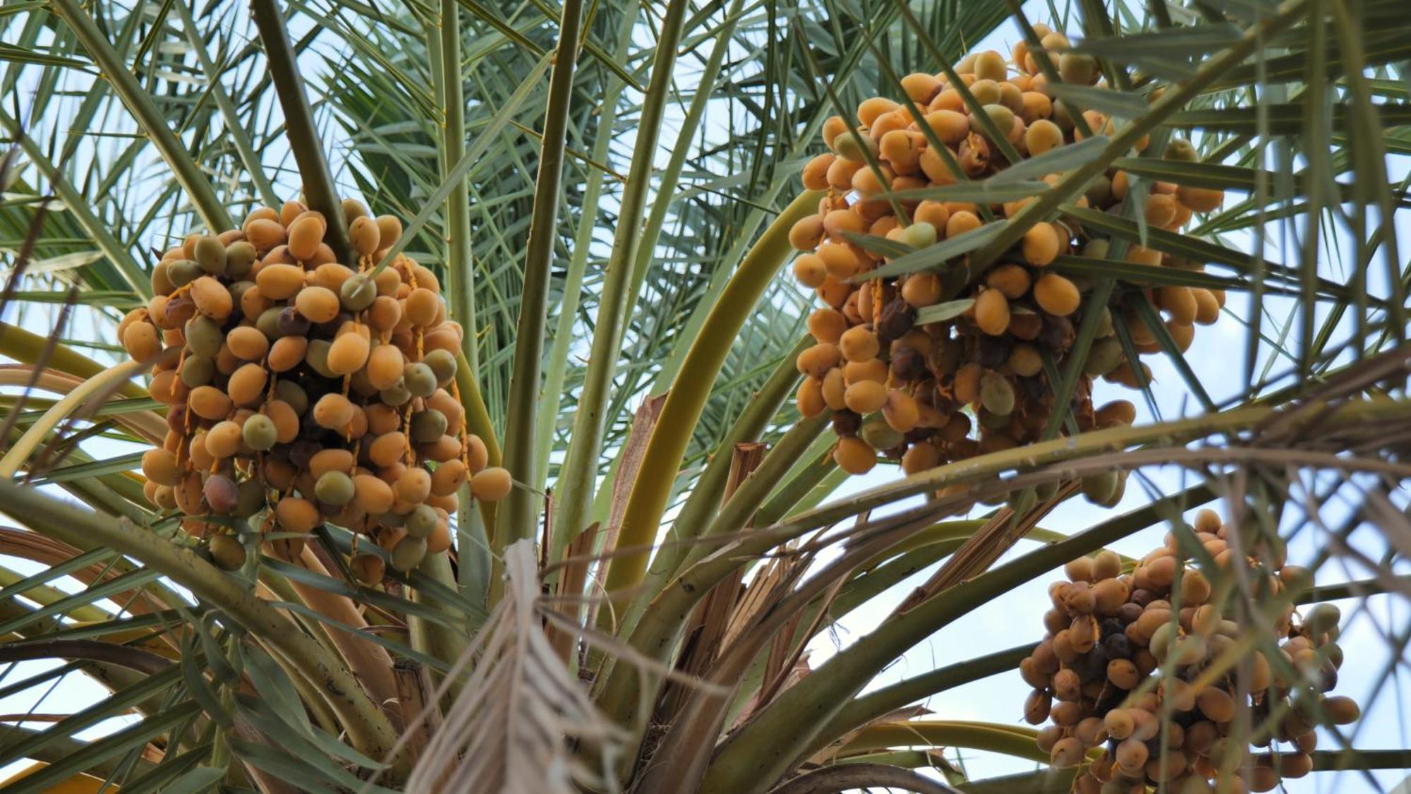 Palms Residence Inn دار النخيل Nizwa Zewnętrze zdjęcie